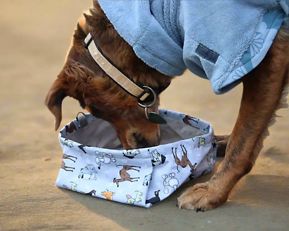 Hund frisst aus Reisenapf