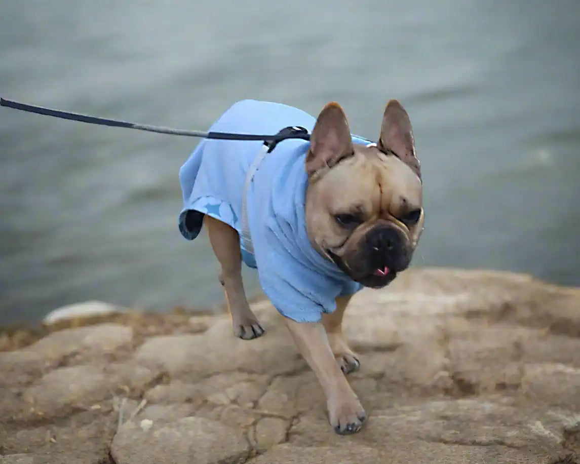 Kleiner Hund mit blauem Bademantel, seitliche Vorderansicht