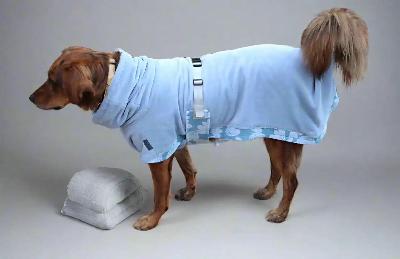 Hund mit blauem Bademantel, seitlich stehend