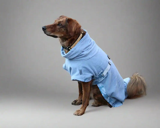 Hund mit blauem Bademantel, sitzend