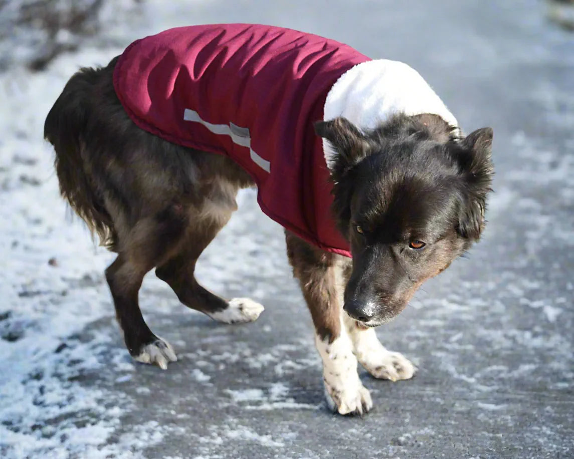 Hunde Wintermantel rot
